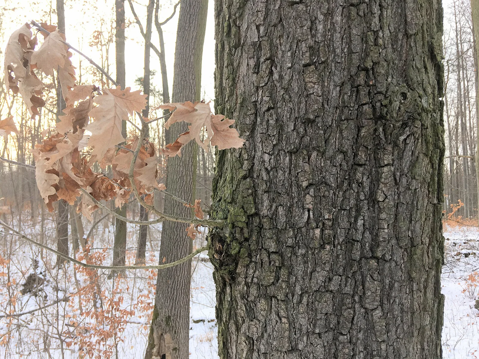 Europäischer Laubmischwald mit alten Eichen